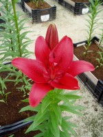 [1652 OriginalLove No01.JPG]